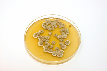 microbiological plate