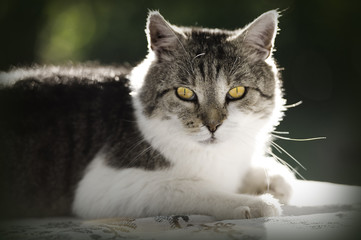 cat