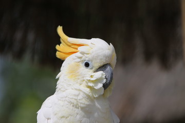 Gelbhaubenkakadu