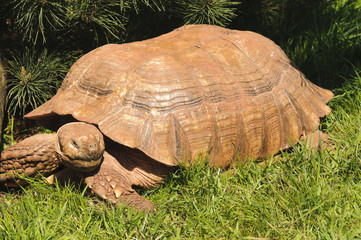 African Spurred Tortoise