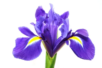 Crédence de cuisine en verre imprimé Iris iris violet