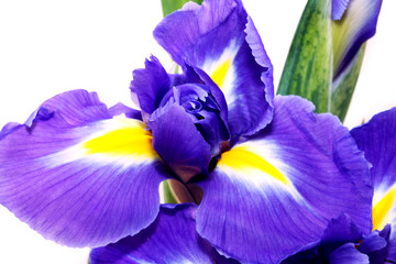 paarse iris