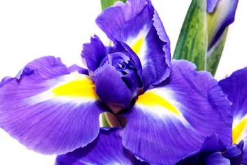 Stoff pro Meter Iris lila Iris