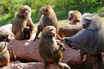 Hamadryas Baboon Troop