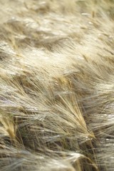 spighe di grano maturo in estate