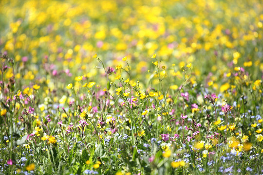 Fototapeta fiori di campo