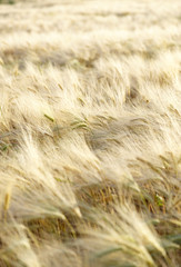 spighe di grano maturo in estate