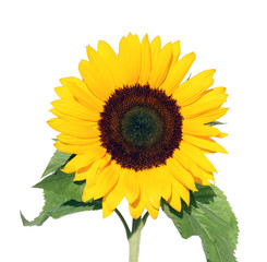 Obraz premium Sunflower.