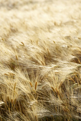 spighe di grano maturo in estate