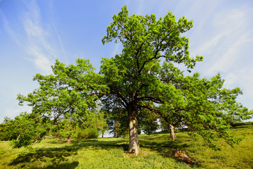 Großer Baum