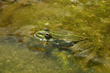 Edible Frog - Pelophylax kl. esculentus