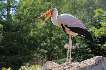 tantale ibis perché
