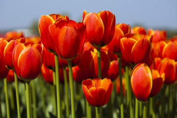 Fototapeta premium Spring in garden