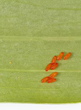 Close up of eggs of the lily beetle (Lilioceris lilii)
