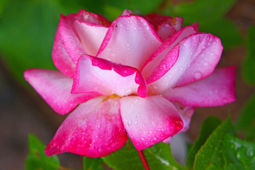 Obraz premium Rose Harlekin