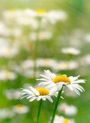 White and yellow daisies