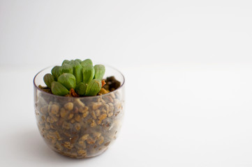 ハオルシア　オブツーサ　横アングル