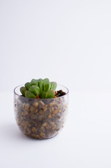 ハオルシア　オブツーサ　縦アングル