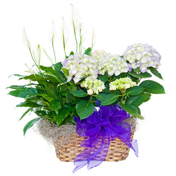 Hydrangea And Peace Lily Flower Arrangement