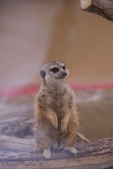 Mangouste suricate