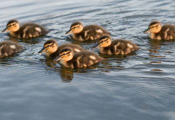 A flock of young ducks
