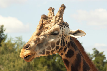 giraffe