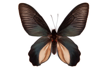 Black butterfly Atrophaneura dixoni isolated