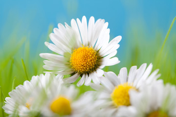 Beautiful flowers - daisy