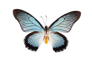 Obraz na płótnie Canvas Black and blue butterfly Papilio zalmoxis