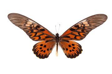 Black and red butterfly Papilio antimacusn