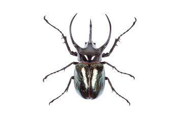 Black big beetle Chalcosoma atlas isolated