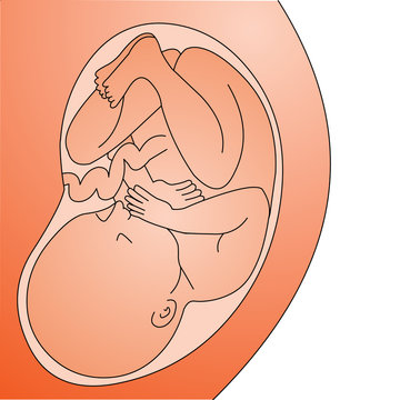 illustration fetus in belly full grown