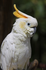 Gelbhaubenkakadu