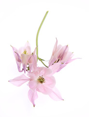 Pink Columbine flower on white background