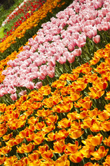 Fototapeta na wymiar Field of tulips