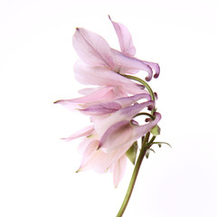 Pink Columbine flower on white background