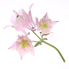 Foto op Canvas Pink Columbine flower on white background © teine
