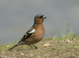 Obraz premium Chaffinch