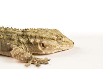 Lézard (Zerzoumia)