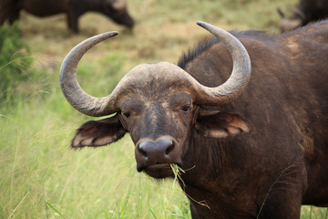 Büffel beim fressen
