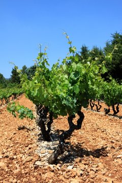 vignes en provence