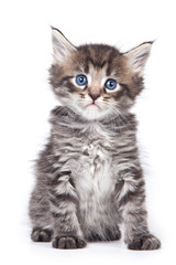 Little kitten in pink background