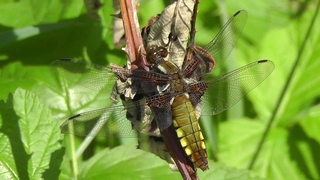 Vierfleck - Libellula quadrimaculata