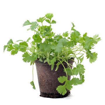 1 286 Best Coriandre Images Stock Photos Vectors Adobe Stock