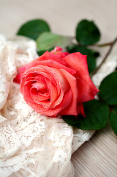 rose with water drops and vintage lace