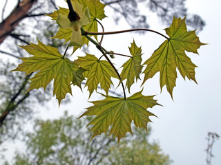 Small maple leafs