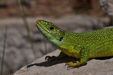 Smaragdeidechse, Lacerta bilineata