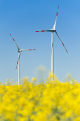 Windkrafträder in einem Rapsfeld