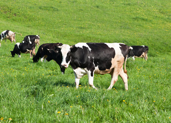 cow grazes