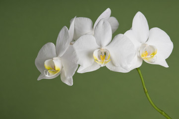 White orchid flower